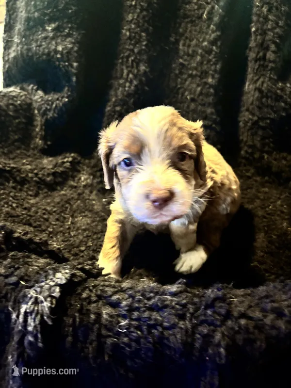 Gizmo – Cockapoo puppy for sale in Hardy, AR