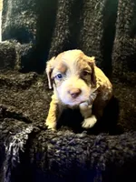 Gizmo, a male Cockapoo for sale in Hardy, AR – 1 of 5
