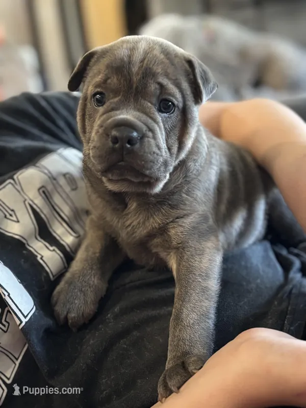 Wasabi – Chinese Shar-Pei, French Bulldog puppy for sale in Hardy, AR
