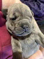 Wasabi, a female Chinese Shar-Pei and French Bulldog for sale in Hardy, AR – Photo 4 of 5