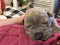 Wasabi, a female Chinese Shar-Pei and French Bulldog for sale in Hardy, AR – Photo 3 of 5