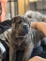 Wasabi, a female Chinese Shar-Pei and French Bulldog for sale in Hardy, AR – Photo 2 of 5