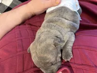 Wasabi, a female Chinese Shar-Pei and French Bulldog for sale in Hardy, AR – Photo 5 of 5