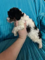 Joker, a male Poodle - Miniature  for sale in Hardy, AR – 3 of 10