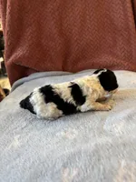 Joker, a male Poodle - Miniature  for sale in Hardy, AR – 6 of 10