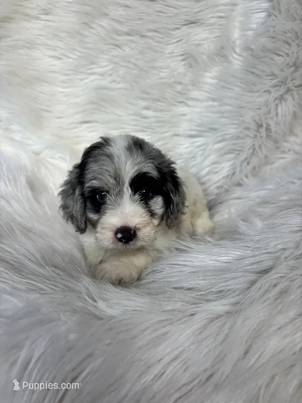 Boss  – Cockapoo puppy for sale in Hardy, AR