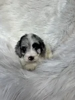 Boss , a male Cockapoo for sale in Hardy, AR – 1 of 10