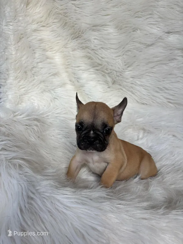 Sonic – Frenchton puppy for sale in Hardy, AR