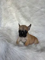 Sonic, a male Frenchton for sale in Hardy, AR – 1 of 1