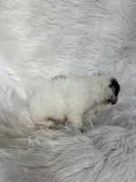 Paco, a male Cockapoo for sale in Hardy, AR – 4 of 10