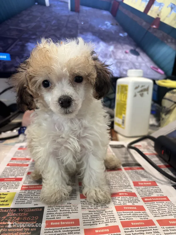 Mouse  – Poodle - Toy  puppy for sale in Hardy, AR