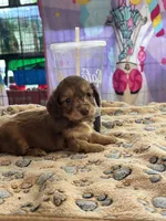 Princess peach, a female Doxiepoo for sale in Hardy, AR – 2 of 9