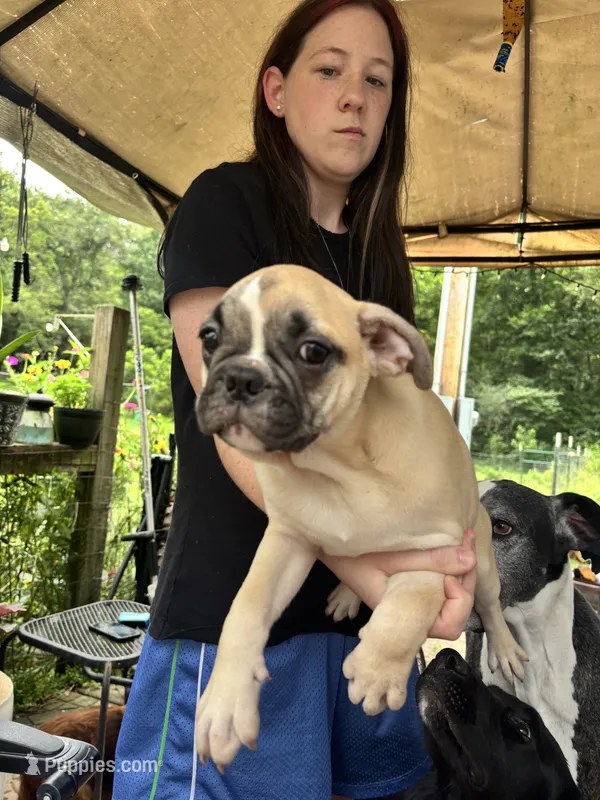 Shrimp  – Frenchton puppy for sale in Hardy, AR