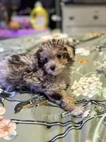 Ruby, a female Miniature Aussiedoodle for sale in Hardy, AR – 2 of 10