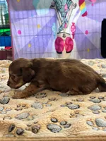 Princess peach, a female Doxiepoo for sale in Hardy, AR – 4 of 9