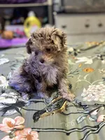 Ruby, a female Miniature Aussiedoodle for sale in Hardy, AR – 5 of 10
