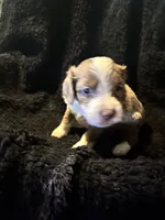 Gizmo, a male Cockapoo for sale in Hardy, AR – 3 of 5