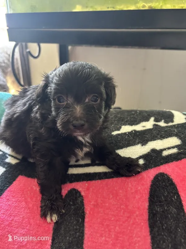 Tango  – Miniature Aussiedoodle puppy for sale in Hardy, AR