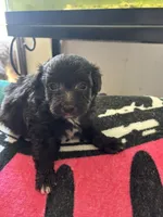 Tango , a male Miniature Aussiedoodle for sale in Hardy, AR – 1 of 4
