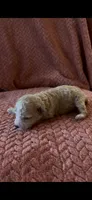 Poppy , a female Poodle - Miniature  for sale in Hardy, AR – 6 of 6