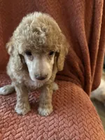 Honey, a female Poodle - Miniature  for sale in Hardy, AR – 2 of 4