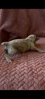 Poppy , a female Poodle - Miniature  for sale in Hardy, AR – 4 of 6