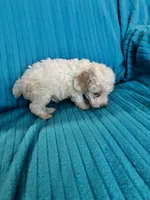 Maverick, a male Poodle - Miniature  for sale in Hardy, AR – 2 of 8
