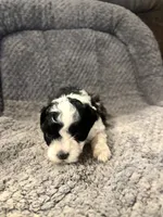 Tod, a male Shihpoo for sale in Hardy, AR – 1 of 3