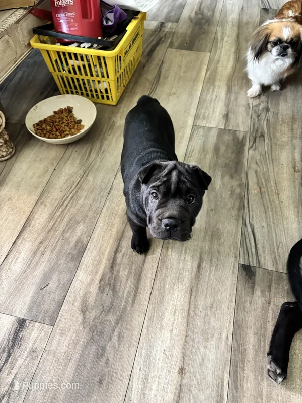 Moe  – Chinese Shar-Pei, French Bulldog puppy for sale in Hardy, AR