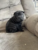 Moe , a male Chinese Shar-Pei and French Bulldog for sale in Hardy, AR – Photo 1 of 4