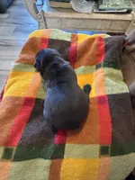 Moe , a male Chinese Shar-Pei and French Bulldog for sale in Hardy, AR – Photo 4 of 4