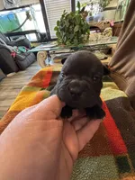 Moe , a male Chinese Shar-Pei and French Bulldog for sale in Hardy, AR – Photo 3 of 4