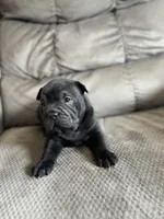 Moe , a male Chinese Shar-Pei and French Bulldog for sale in Hardy, AR – Photo 3 of 4