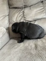 Moe , a male Chinese Shar-Pei and French Bulldog for sale in Hardy, AR – Photo 4 of 4