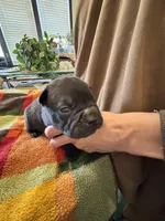 Moe , a male Chinese Shar-Pei and French Bulldog for sale in Hardy, AR – Photo 2 of 4