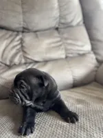 Moe , a male Chinese Shar-Pei and French Bulldog for sale in Hardy, AR – Photo 2 of 4