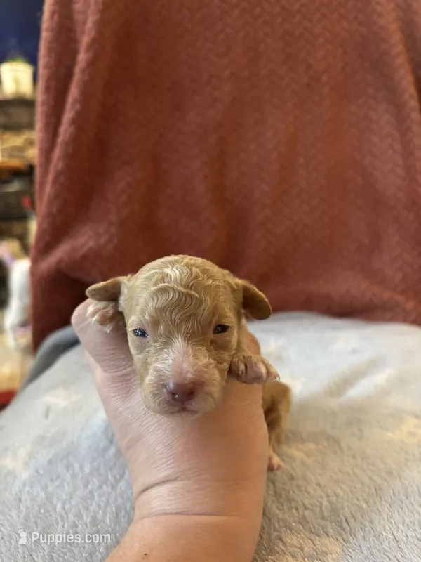 Big Dan – Poodle - Miniature  puppy for sale in Hardy, AR