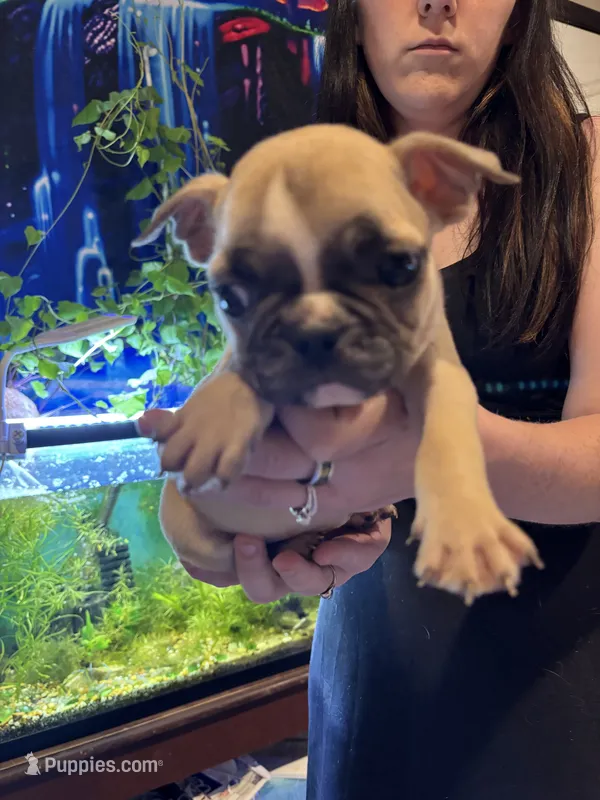 Shrimp  – Frenchton puppy for sale in Hardy, AR