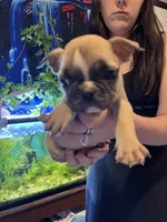 Shrimp , a female Frenchton for sale in Hardy, AR – 1 of 3