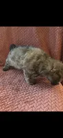 Yasmin, a female Poodle - Toy  for sale in Hardy, AR – 2 of 4