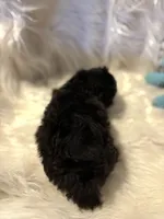 King, a male Poodle - Toy  for sale in Hardy, AR – 3 of 4
