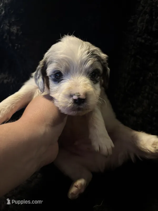 Boss  – Cockapoo puppy for sale in Hardy, AR