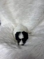 Charlotte, a female Cockapoo for sale in Hardy, AR – 3 of 8