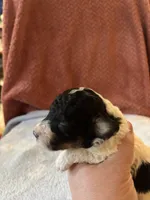 Joker, a male Poodle - Miniature  for sale in Hardy, AR – 9 of 10