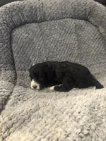 Moon, a female Poodle - Toy  for sale in Hardy, AR – 2 of 3