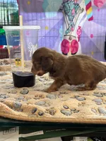Princess peach, a female Doxiepoo for sale in Hardy, AR – 3 of 9