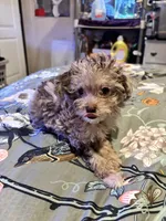 Ruby, a female Miniature Aussiedoodle for sale in Hardy, AR – 3 of 10