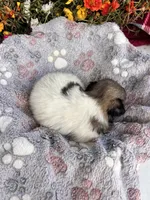 Yoshi, a male Pekingese for sale in Hardy, AR – 6 of 6