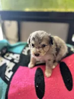 Scamp, a male Miniature Aussiedoodle for sale in Hardy, AR – 1 of 4