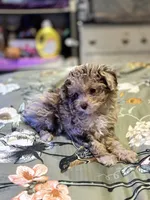 Ruby, a female Miniature Aussiedoodle for sale in Hardy, AR – 4 of 10